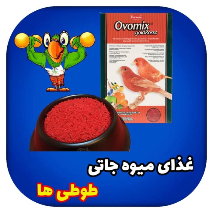 غذای میوه جاتی طوطی